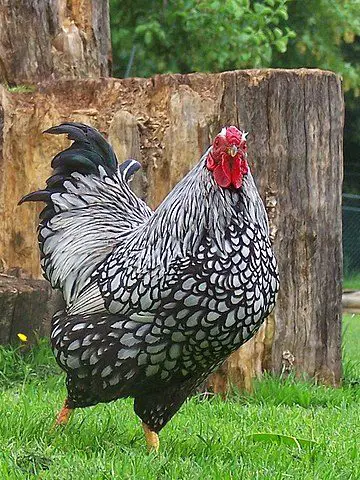Wyandotte chicken, best backyard chickens, best chickens for a small farm, silver wyandotte chicken