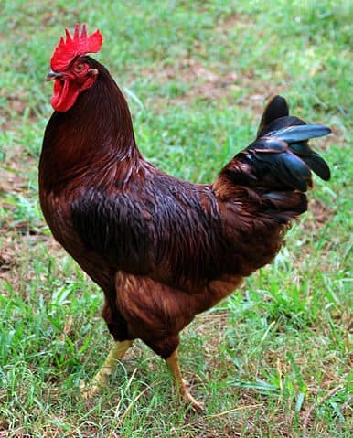 386px rhode island red cock cropped