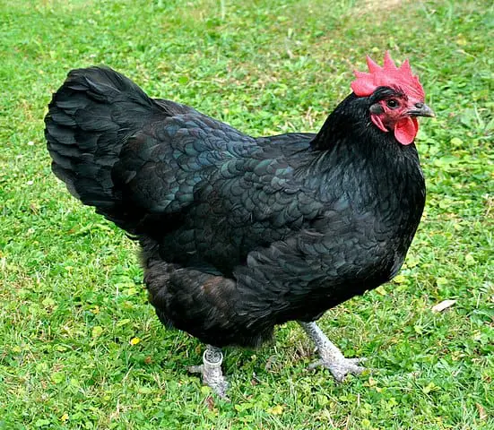 551px australorps henne