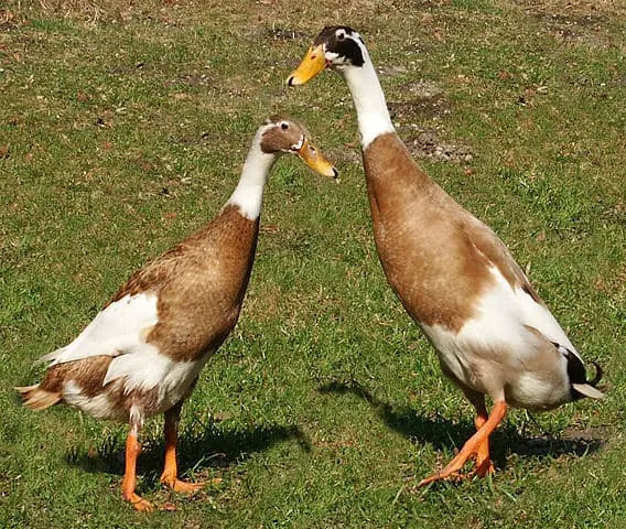 Indian runner duck, small farm ducks, ducks good for a small farm, backyard ducks
