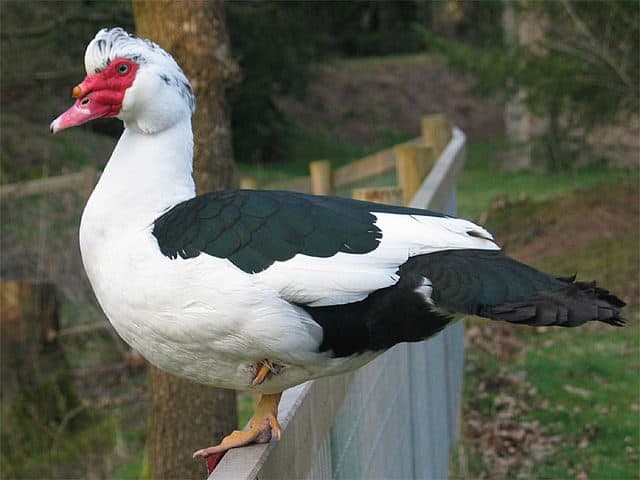 Muscovy duck, backyard ducks, ducks for small farms