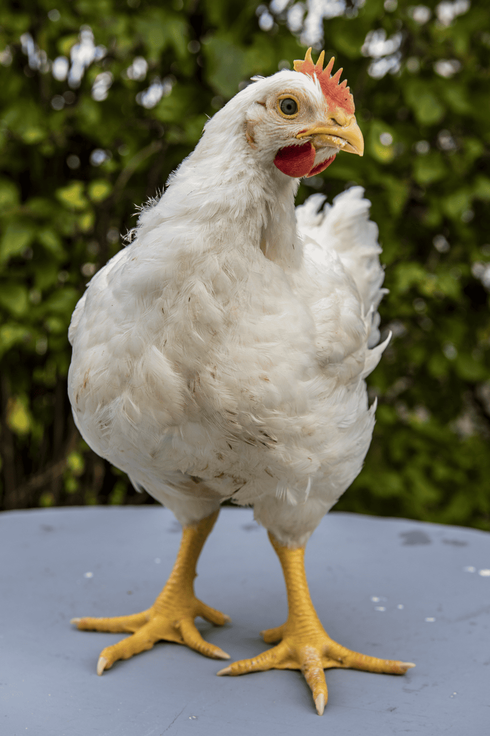 Picking the perfect ducks or chickens