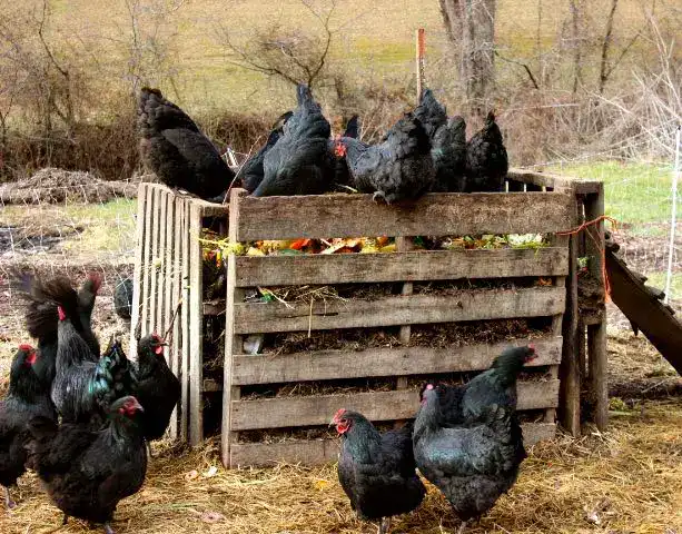 How to start composting with chickens