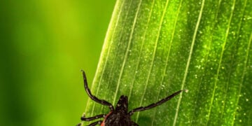 Prevent ticks