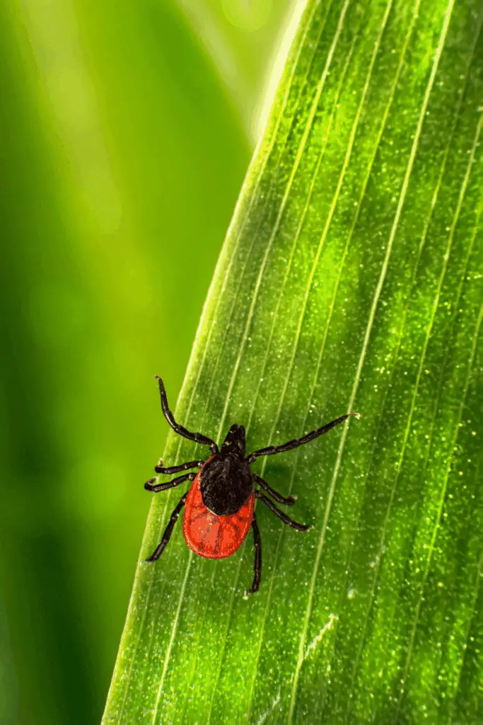Prevent ticks