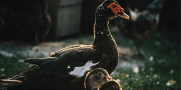 Backyard ducks for beginners