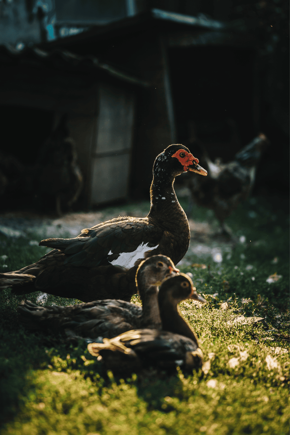 Backyard ducks for beginners