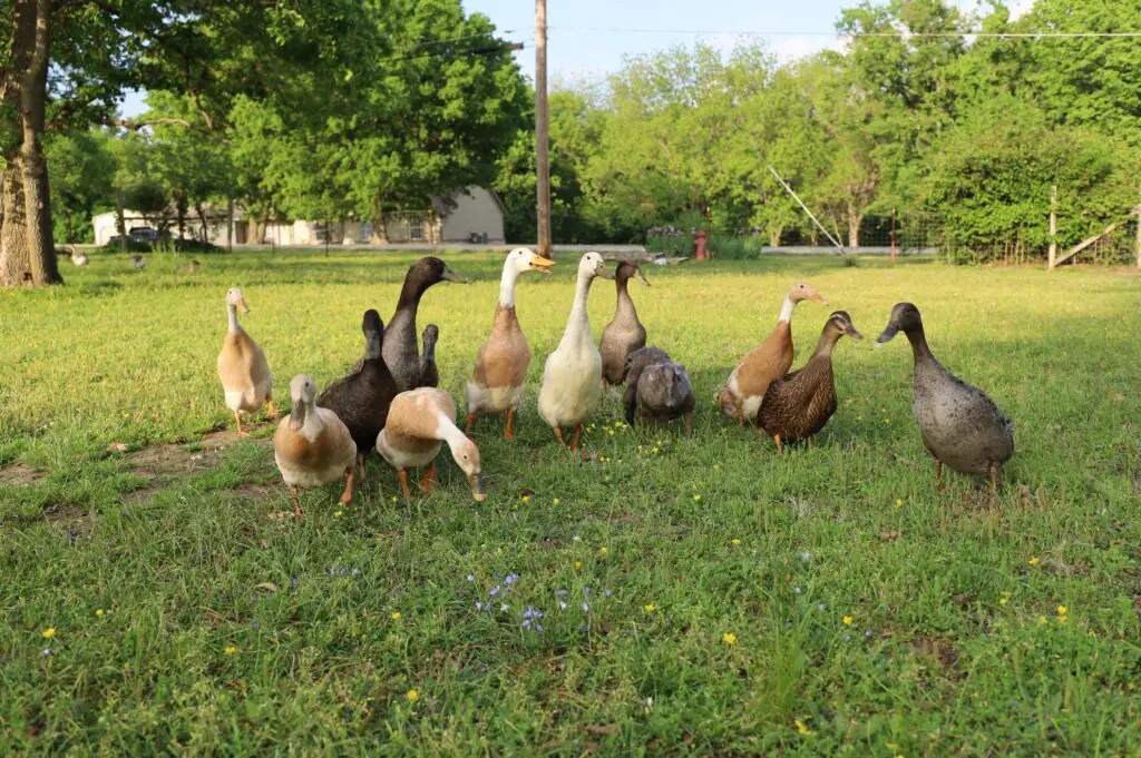 How To Start A Homestead For A Sustainable And Self-Sufficient Lifestyle 2 Backyard ducks, raising ducks in the backyard, how to start a homestead