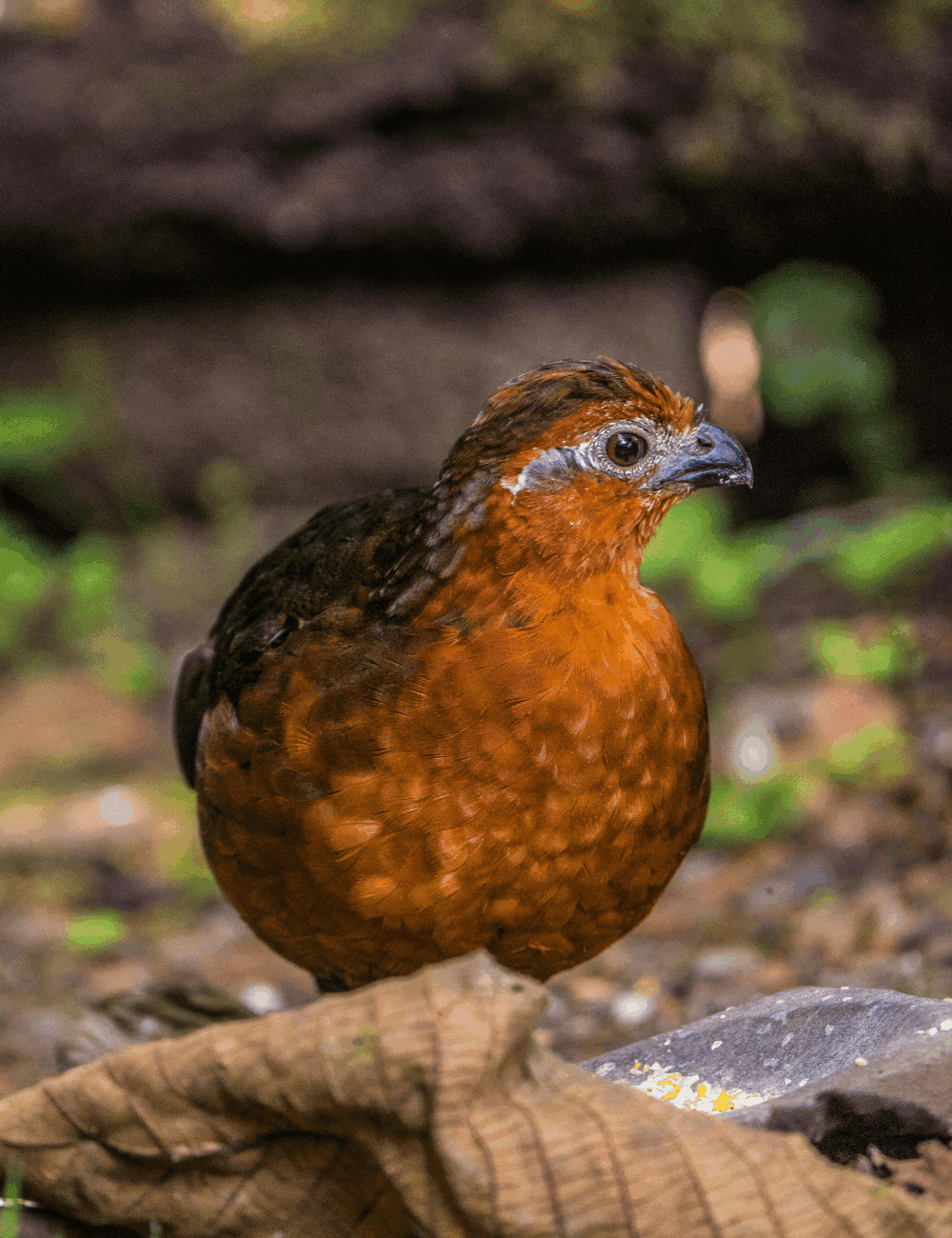 Raising quail