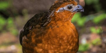 Raising quail
