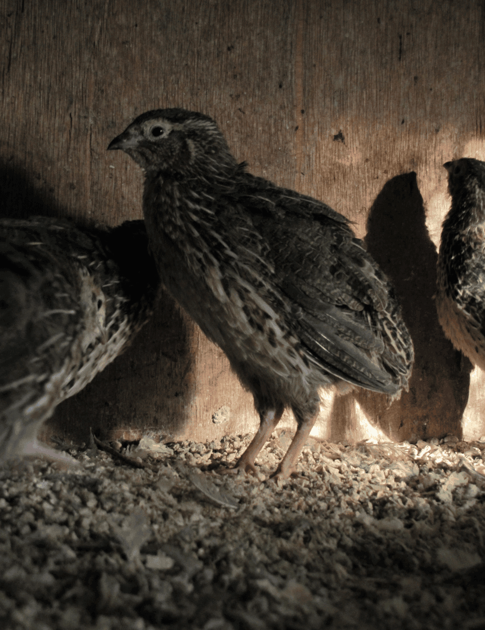 Can you raise quail with chickens