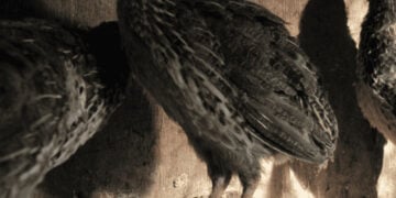 Can you raise quail with chickens