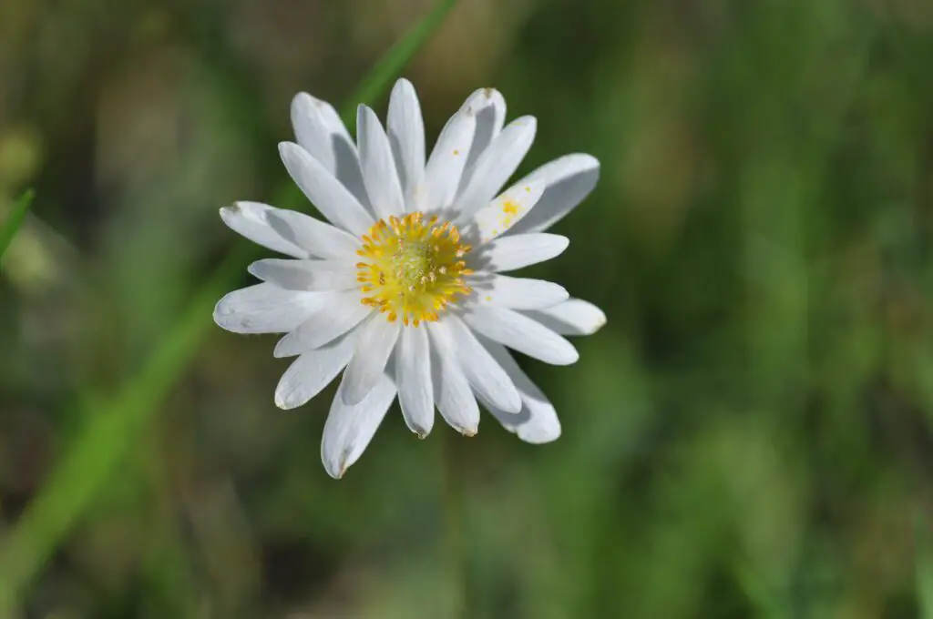 Carolina anemone, wildflowers
