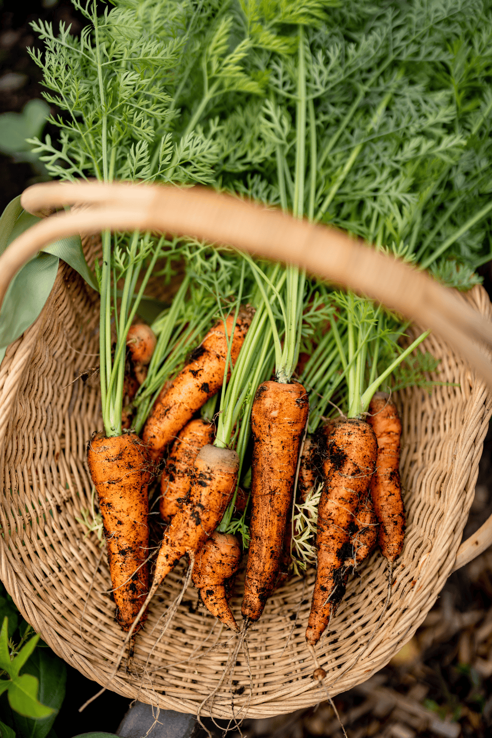 Homesteading with no money