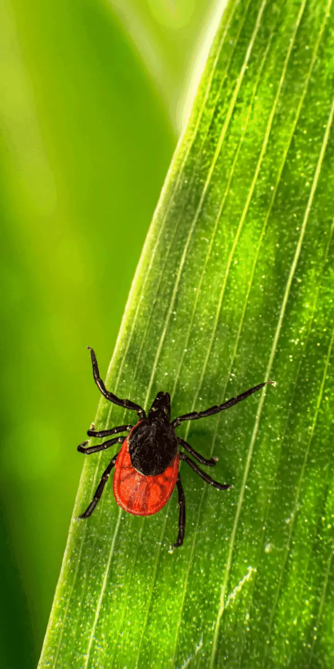 Ticks and Disease