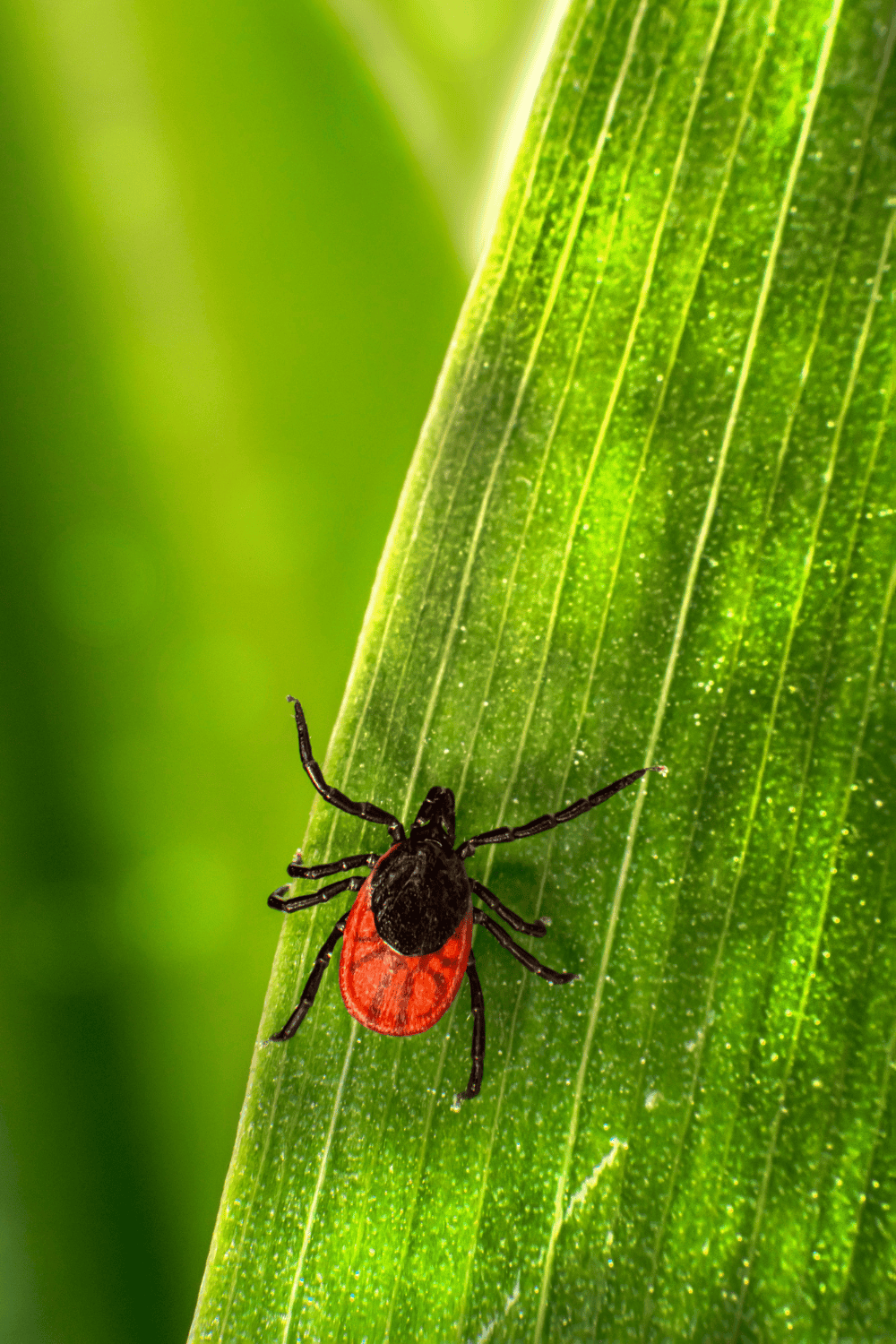 Ticks and disease