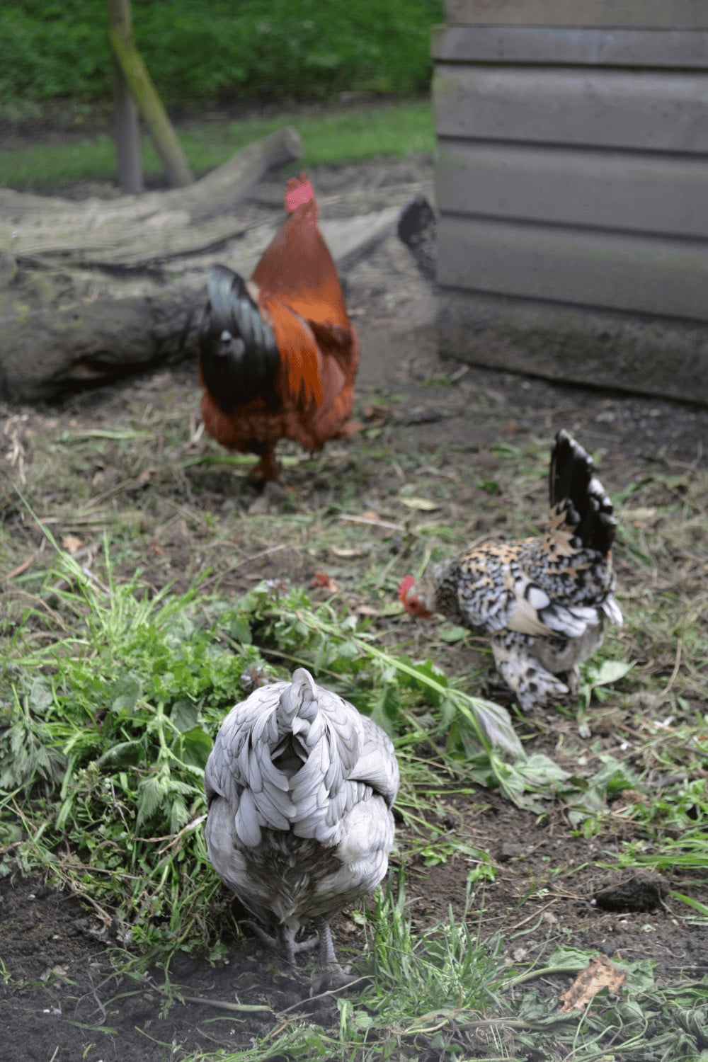 Backyard chickens near their coop
