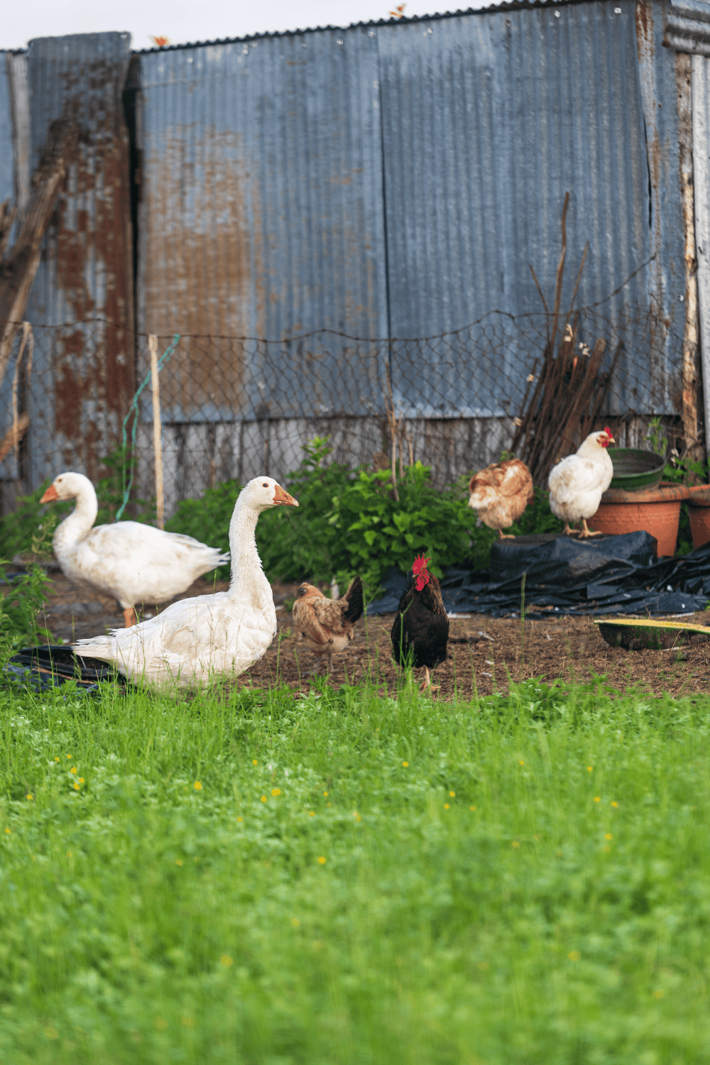 Can You Raise Geese And Chickens Together? 10 Raise geese and chickens together