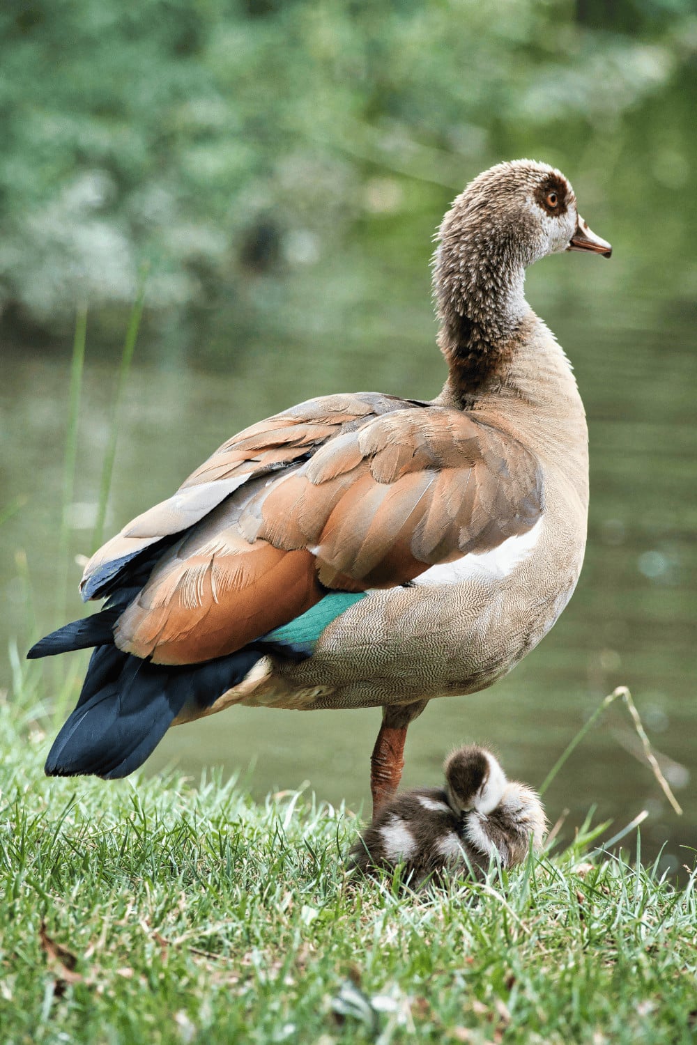 Several domestic goose breeds standing together outdoors