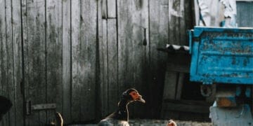 Can you raise ducks in your backyard