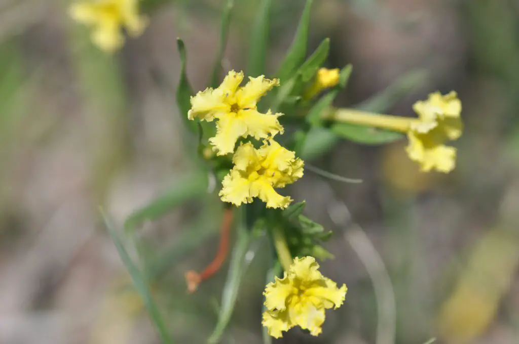 Fringed puccoon wildflowers