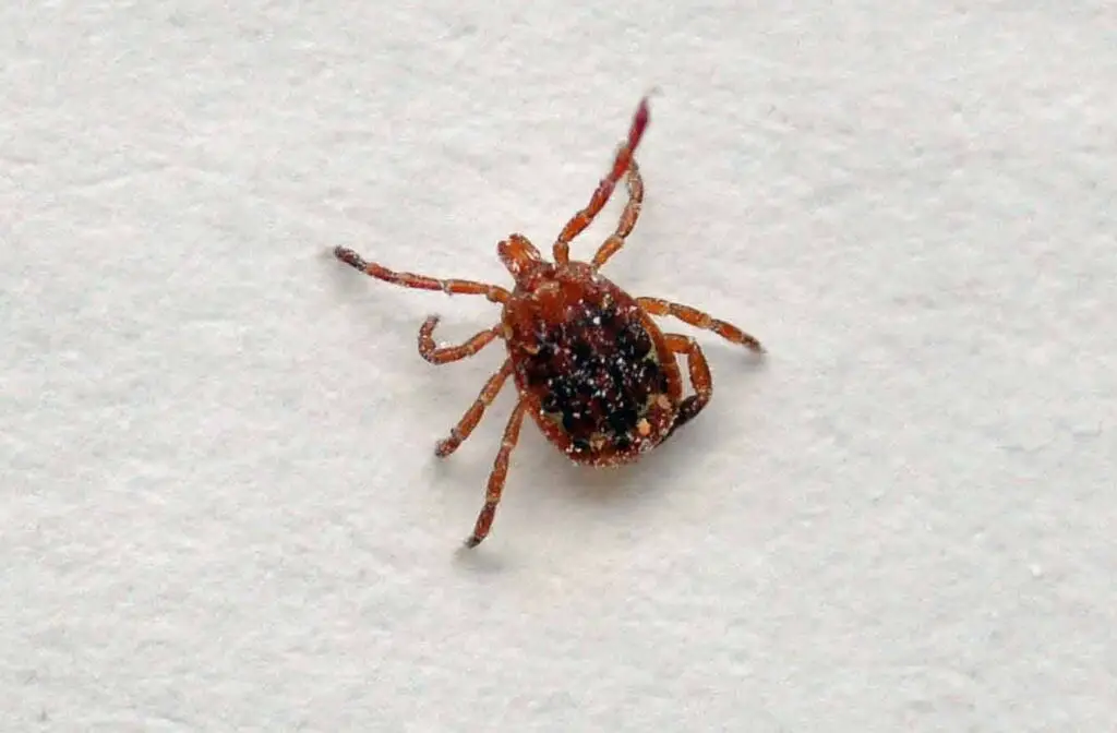 Natural And Chemical Tick Repellent For Humans 6 Lone star tick male