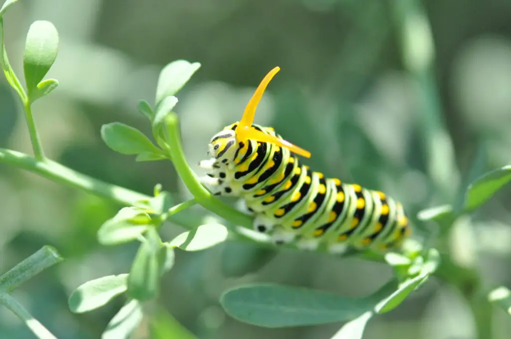 Black swallowtail butterfly caterpillar