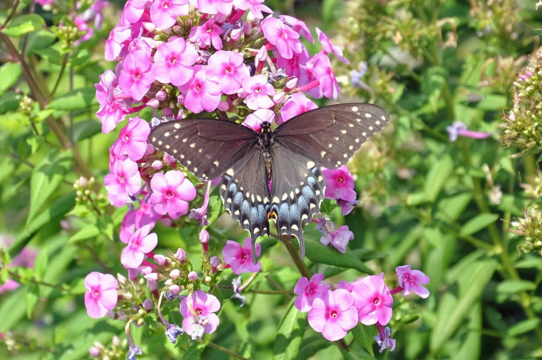 Female black swallowtail butterfly feeding on pink flowers in oklahoma.