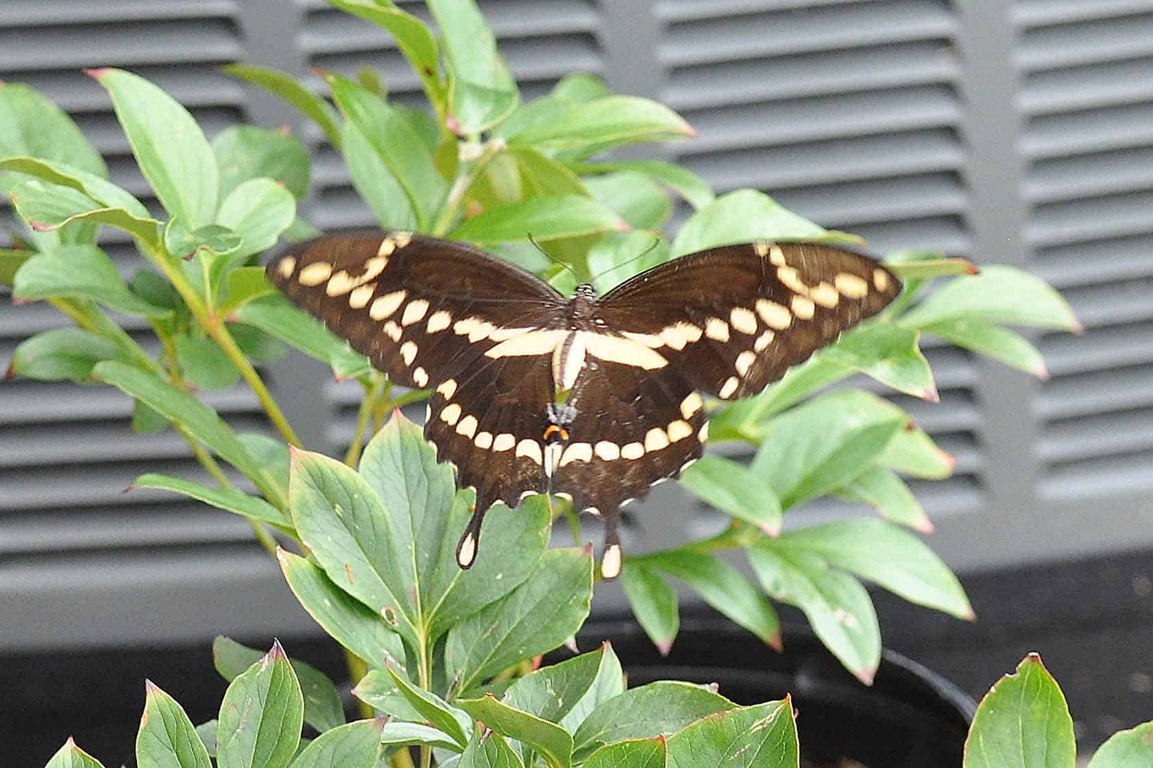 Giant swallowtail butterfly resting on green leaves.