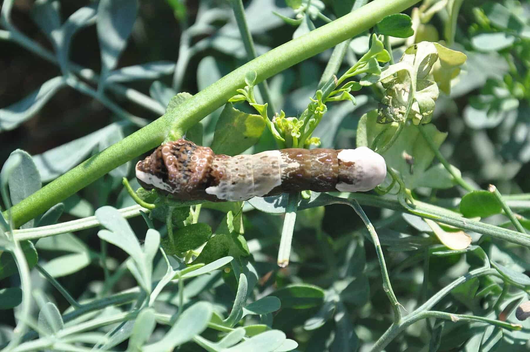 Giant swallowtail caterpillar camouflaged like a bird dropping on rue.