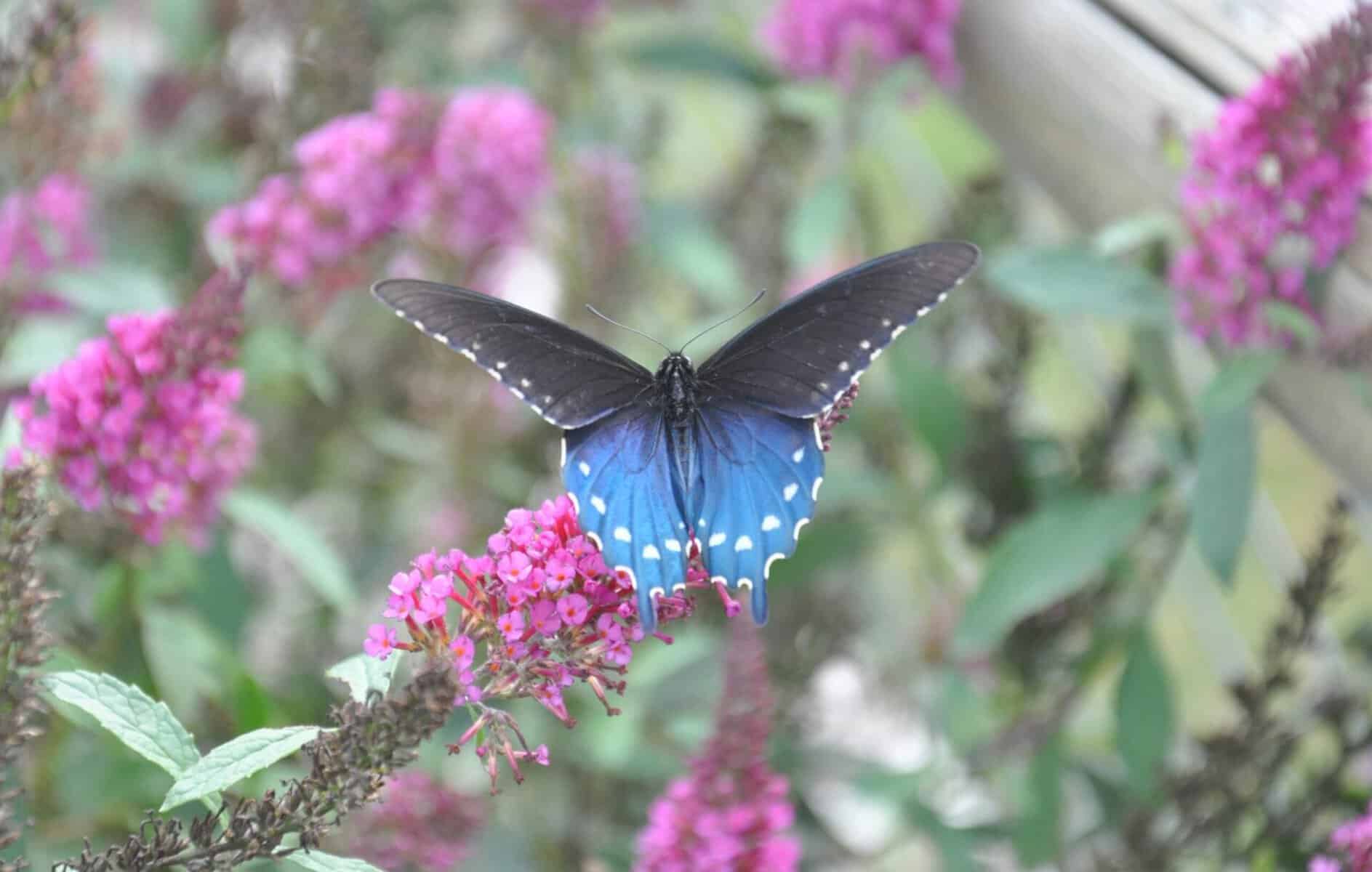 Pipevine swallowtail butterfly with blue hindwings on pink flowers.