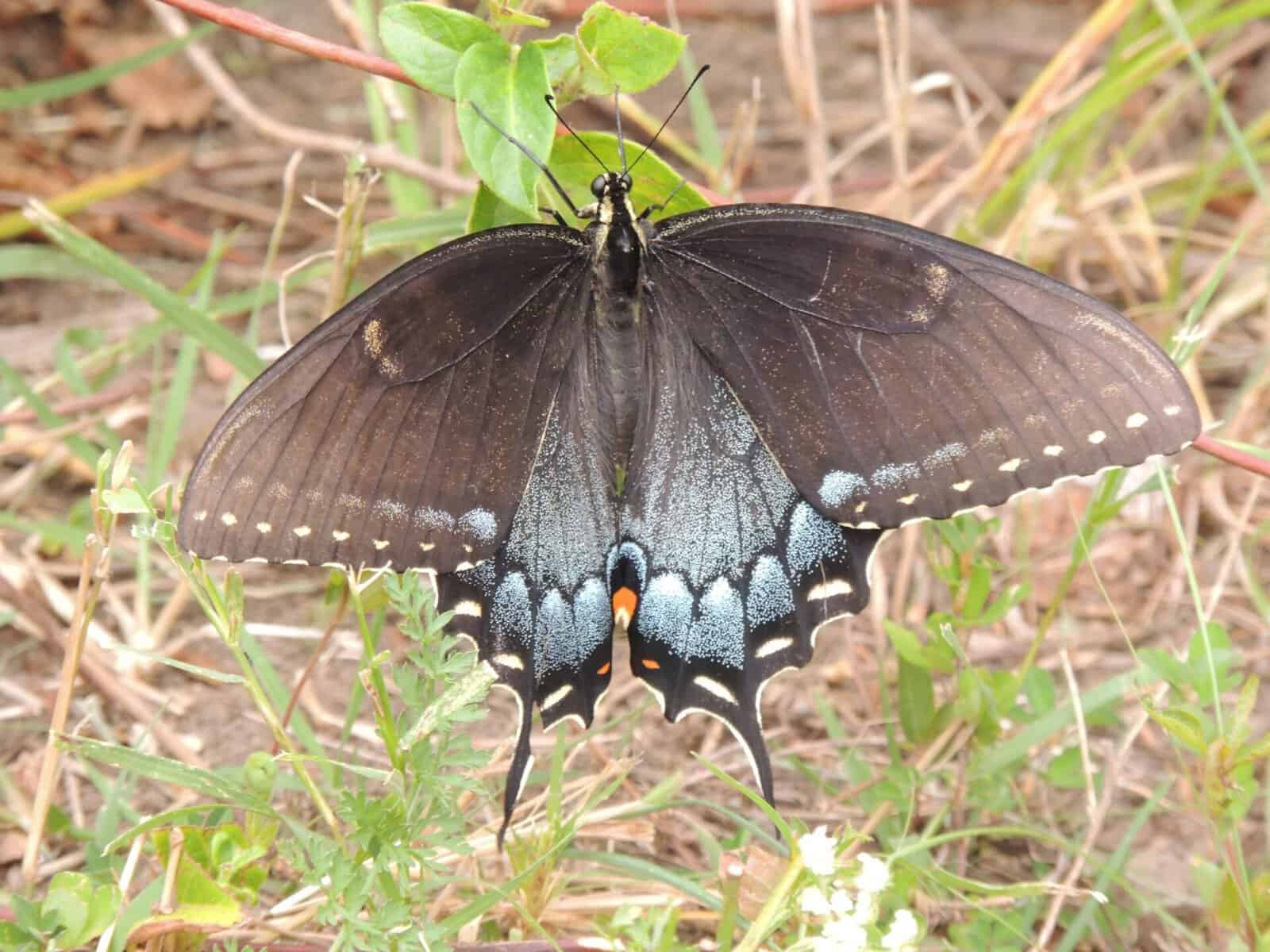 Female spicebush swallowtail butterfly showing blue hindwing color.