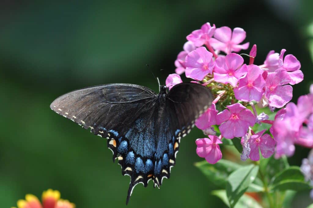 Female swallowtail tiger butterfly