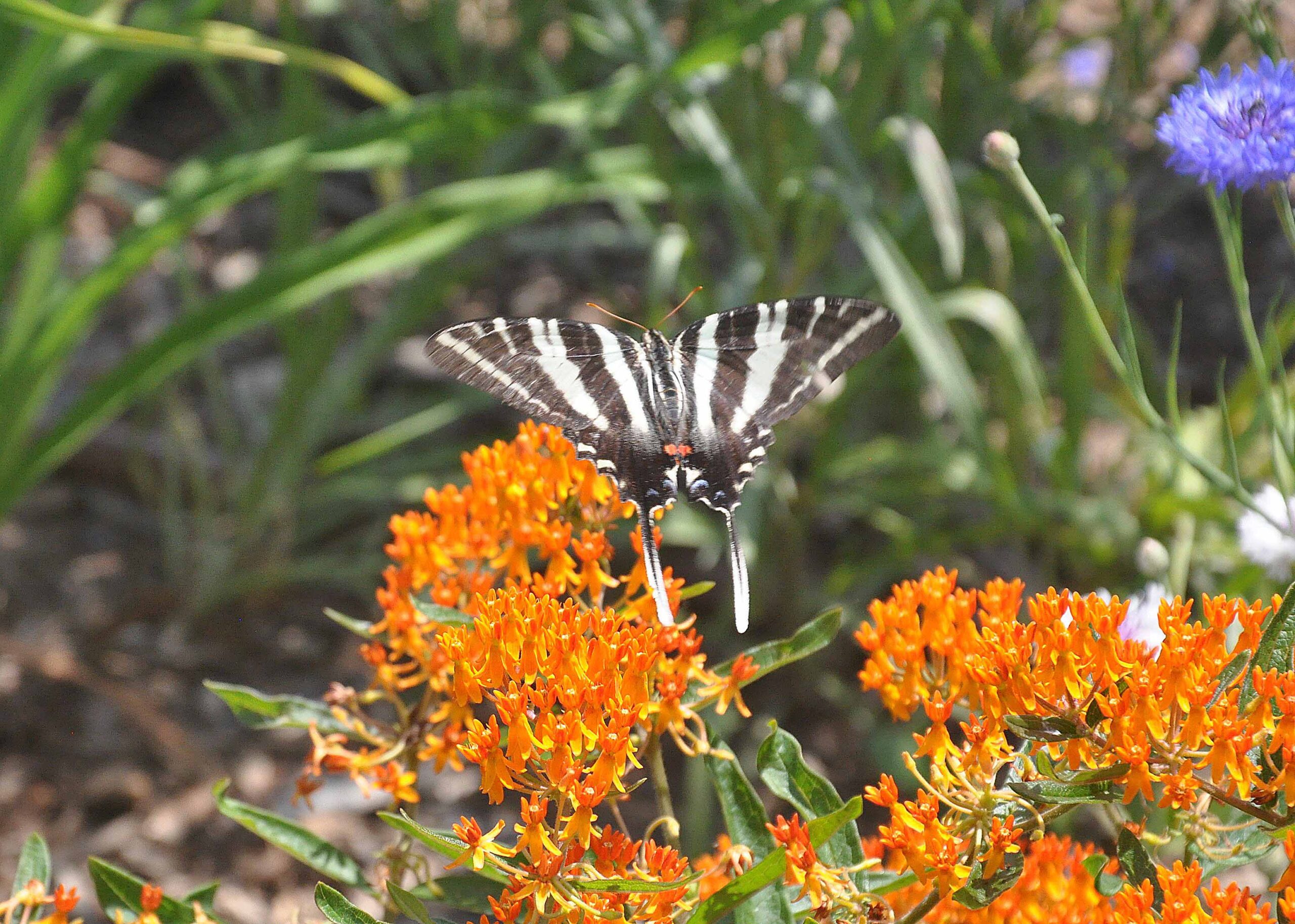Zebra swallowtail butterfly
