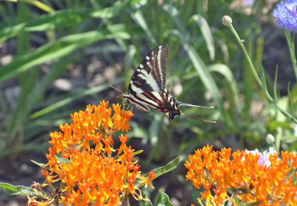 Zebra swallowtail butterfly
