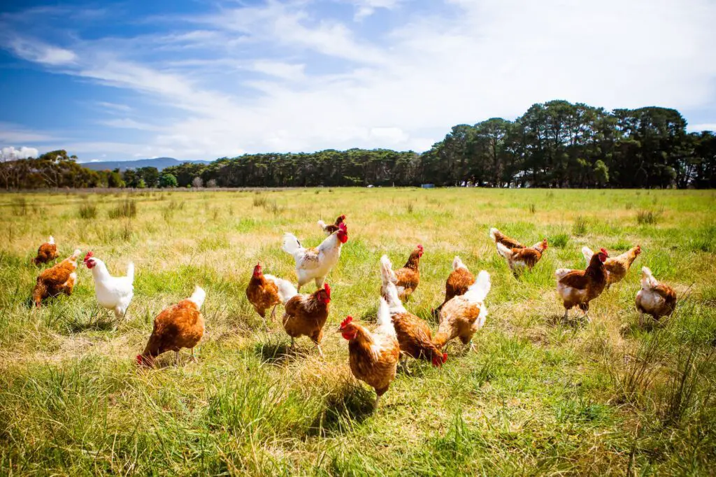 Chickens in a field what do pasture raised chickens eat, pasture raised chickens, raising chickens