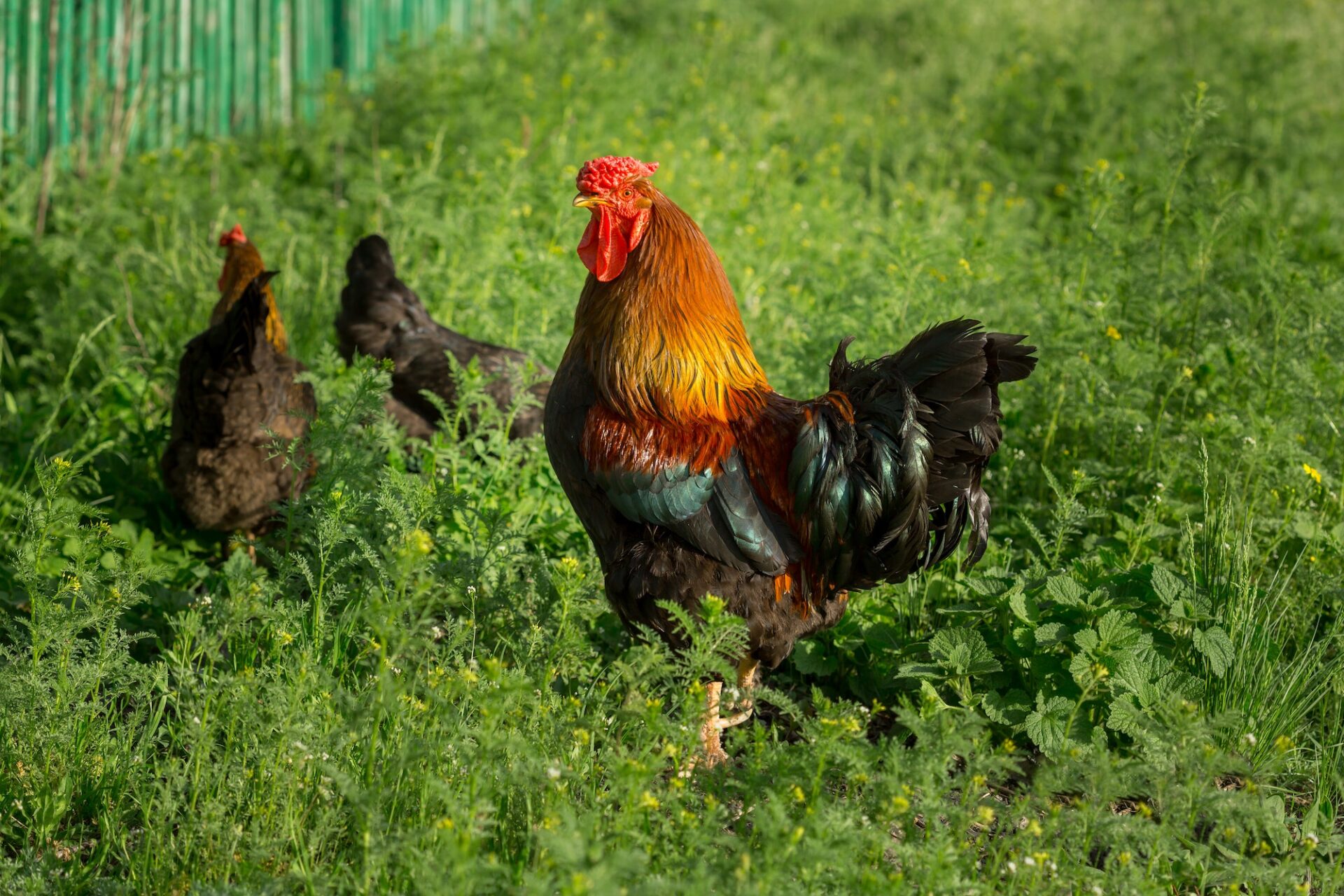 Chicken - Stewing Hen - Certified Organic - Pasture Raised