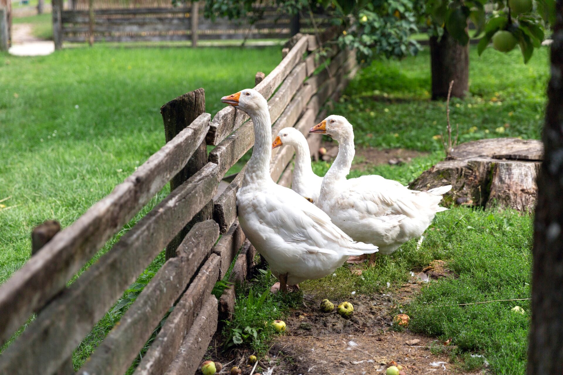 Homesteader's Guide to Chinese Geese