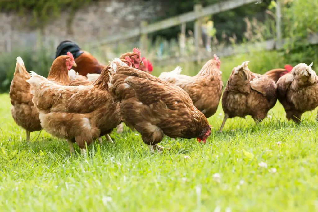 Free Range Vs. Pasture Raised Chickens: Understanding The Difference 2 Free range chickens on a lawn pecking the ground free range vs. Pasture raised chickens, free range chickens, pasture raised chickens, raising chickens