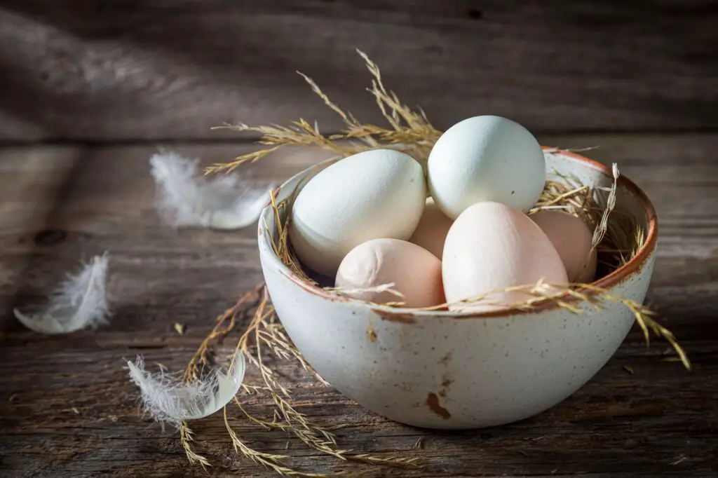 Free Range Vs. Pasture Raised Chickens: Understanding The Difference 3 Free range eggs with hen feathers. Eggs from free range. Free range vs. Pasture raised chickens, free range chickens, pasture raised chickens, raising chickens