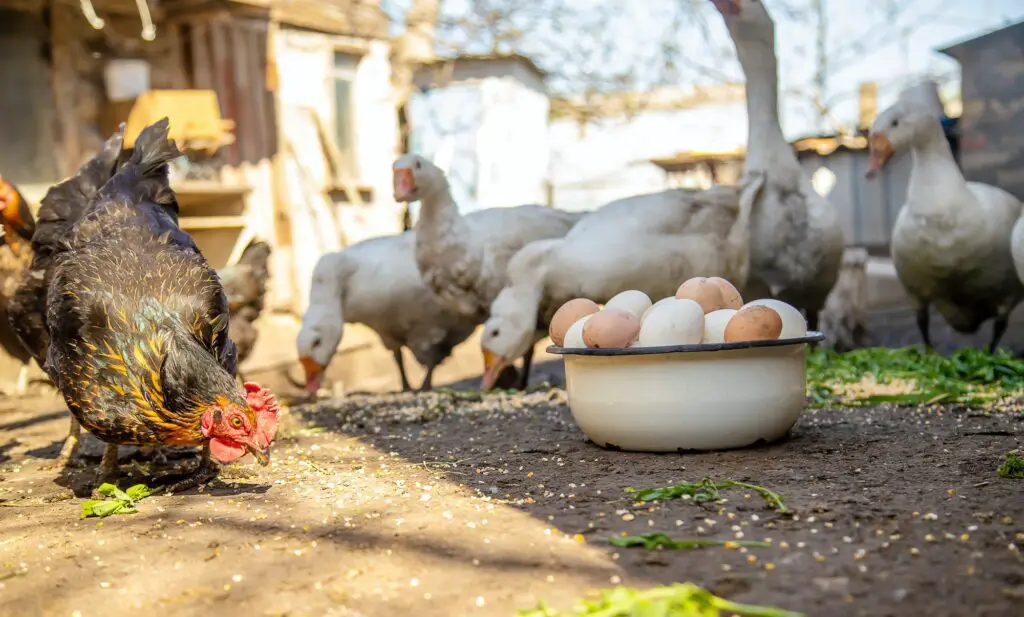 Can You Raise Geese And Chickens Together? 1 Geese and chicken on the farm, eggs in a bowl, can you raise geese and chickens together, raising geese, raising chickens