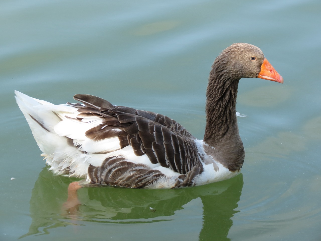 Homesteader's Guide to Chinese Geese