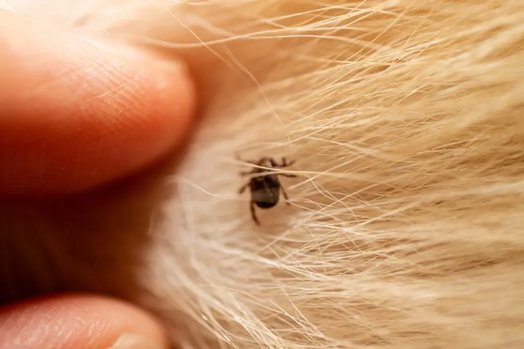 How To Prevent Ticks And Stay Safe This Summer 1 Ticks on dog hair. Ticks sucking dog blood. Dangerous insect mite, encephalitis, lyme, borreliosis