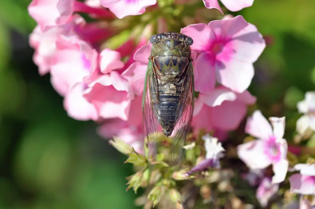 The Buzz On Cicadas: Facts About The Noisy Insects Of Summer 1 Annual dogday cicada