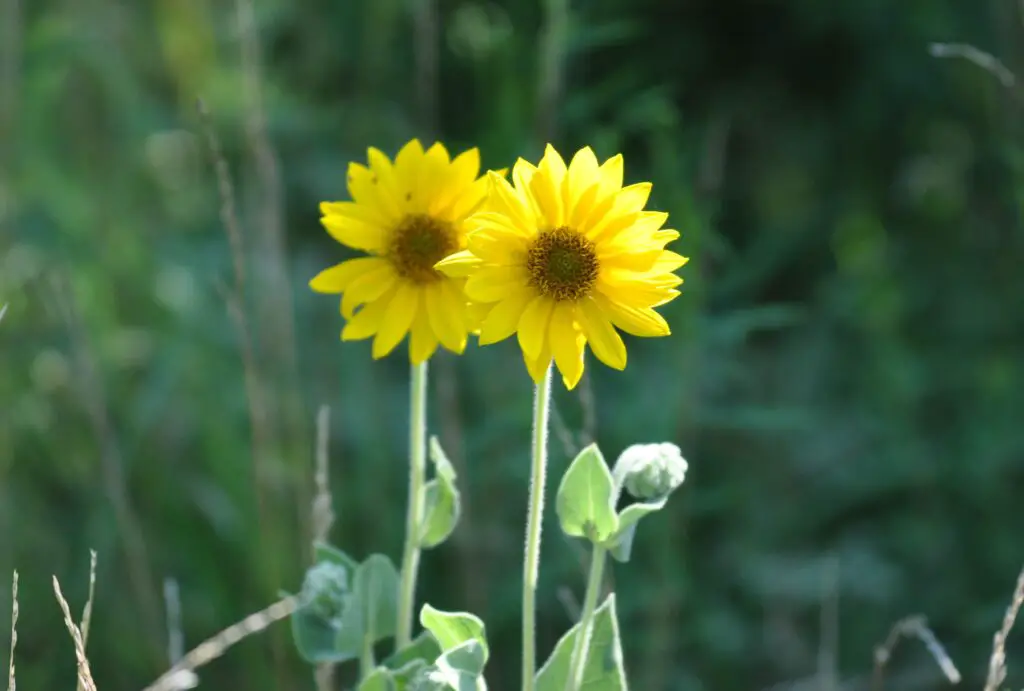 Summer Wildflowers: Celebrating The Colorful Beauty 1 Ashy sunflower summer wildflowers