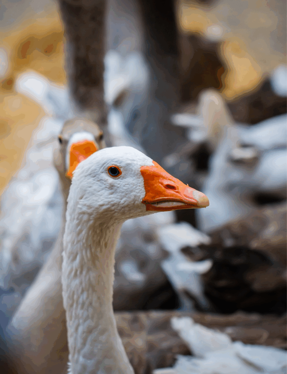 Raising friendly geese