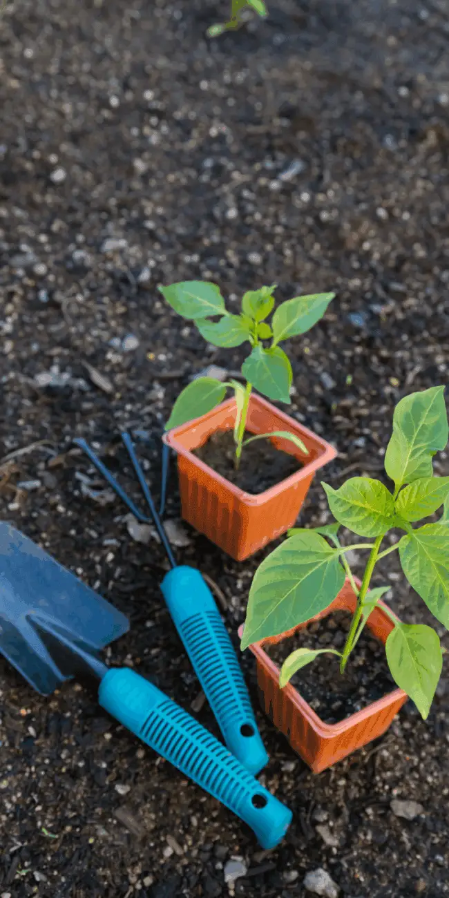 Basic gardening skills