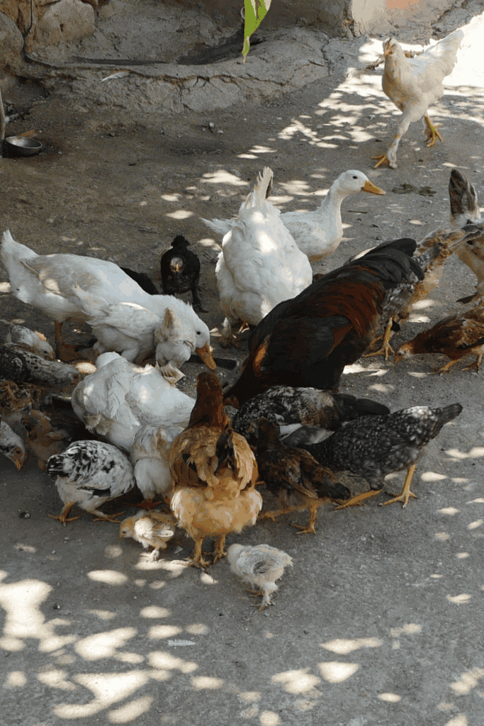 Can you raise ducks and chickens together