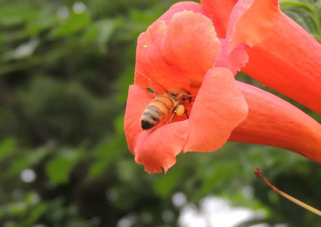 Summer Wildflowers: Celebrating The Colorful Beauty 13 Honeybee on trumpet vine