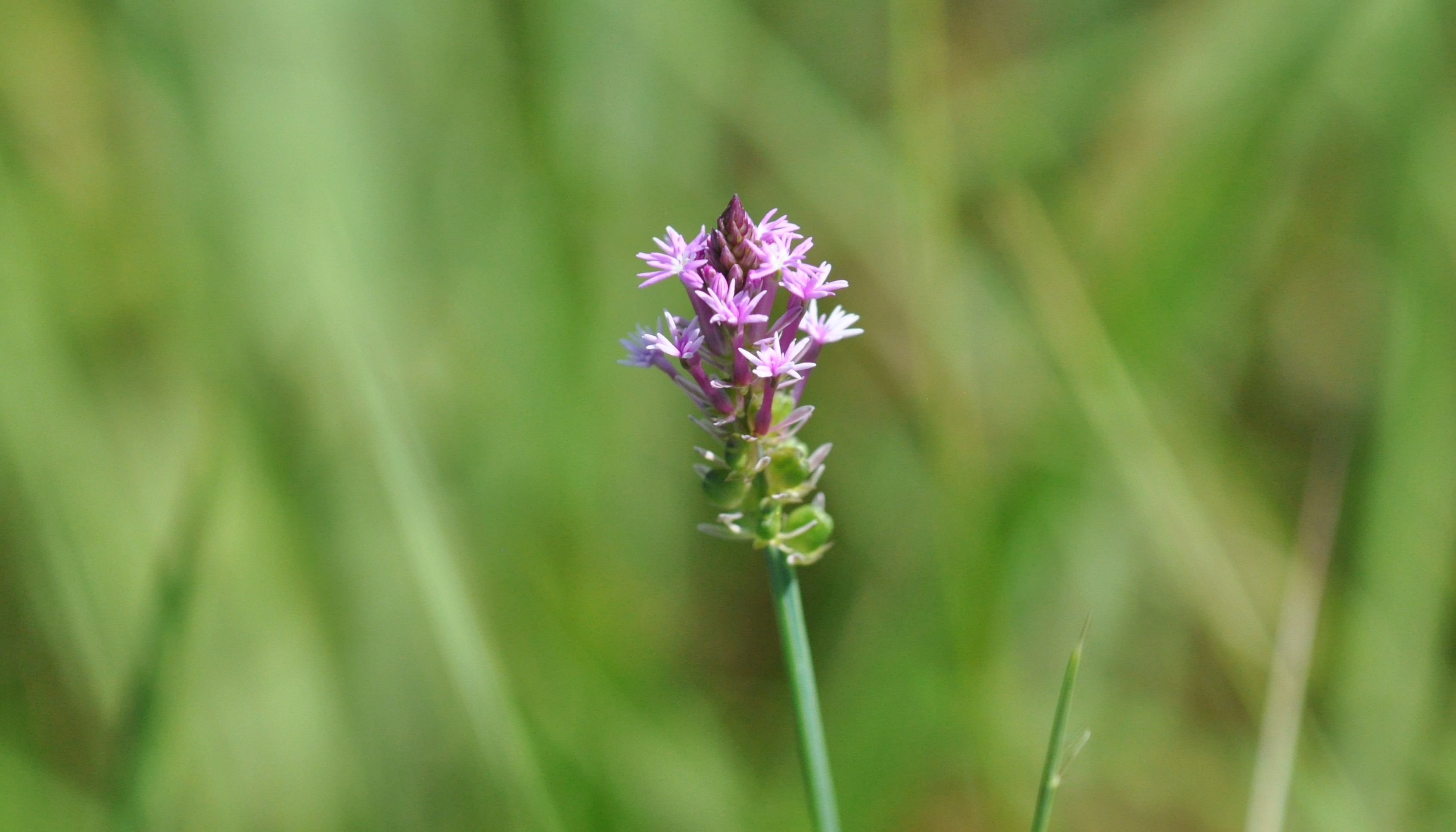 Summer Wildflowers: Celebrating The Colorful Beauty 11 Pink milkwort